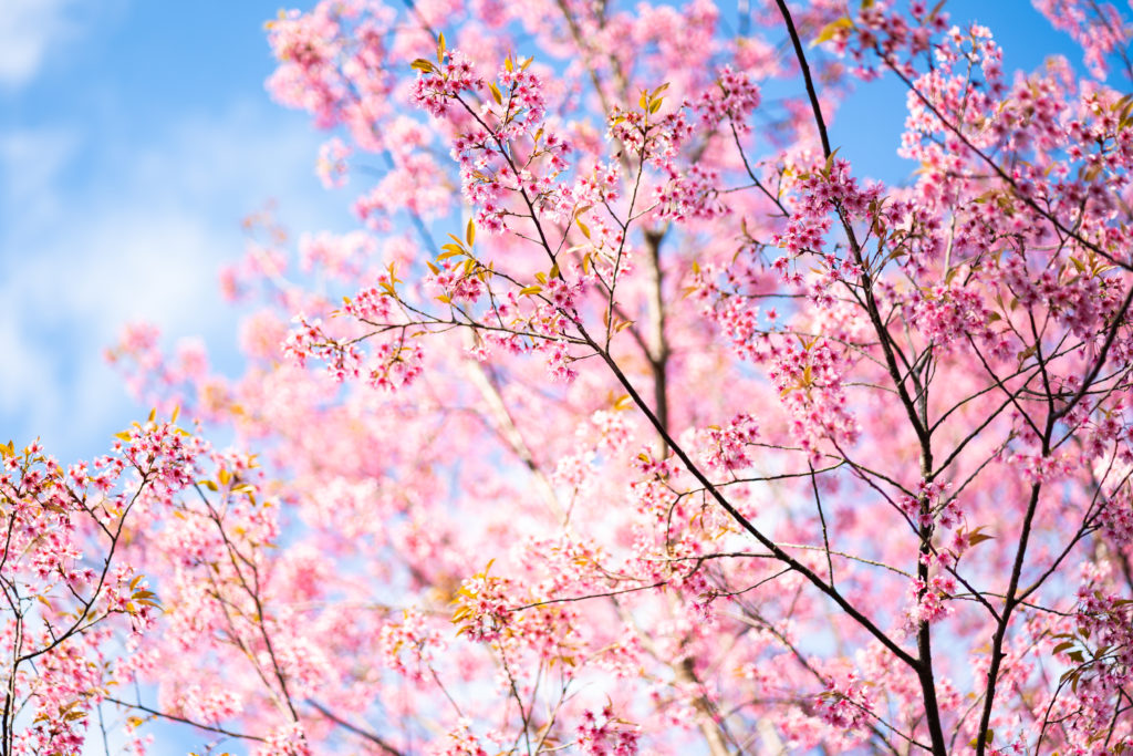 cerisier en fleur Sakura du japon